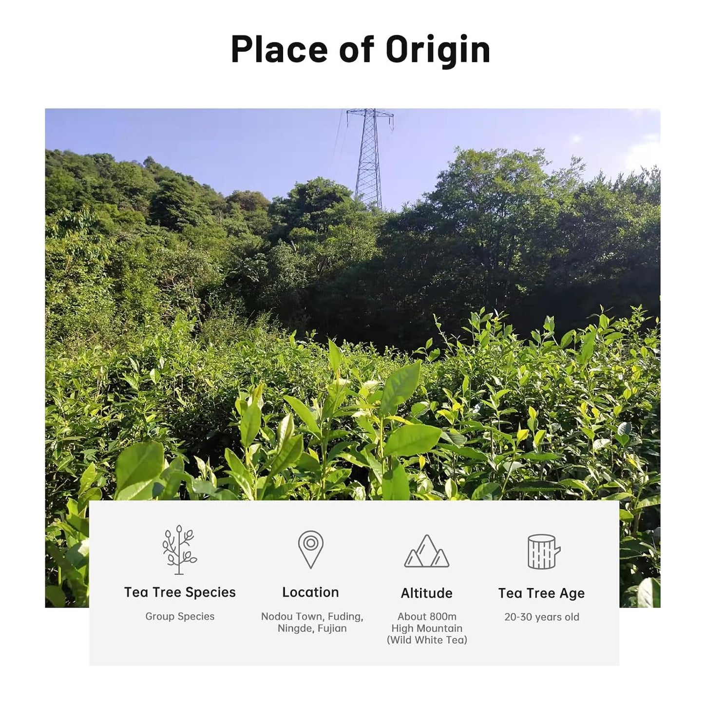 iTeaworld Gongmei Loose Leaf White Tea,Low Caffeine Multiple Steeping 1.7oz | Up to 100 Cups | Smooth Mellow Taste | Low Bitterness|Easy Mug Brewing|Perfect for Daily Drinking & Relaxation