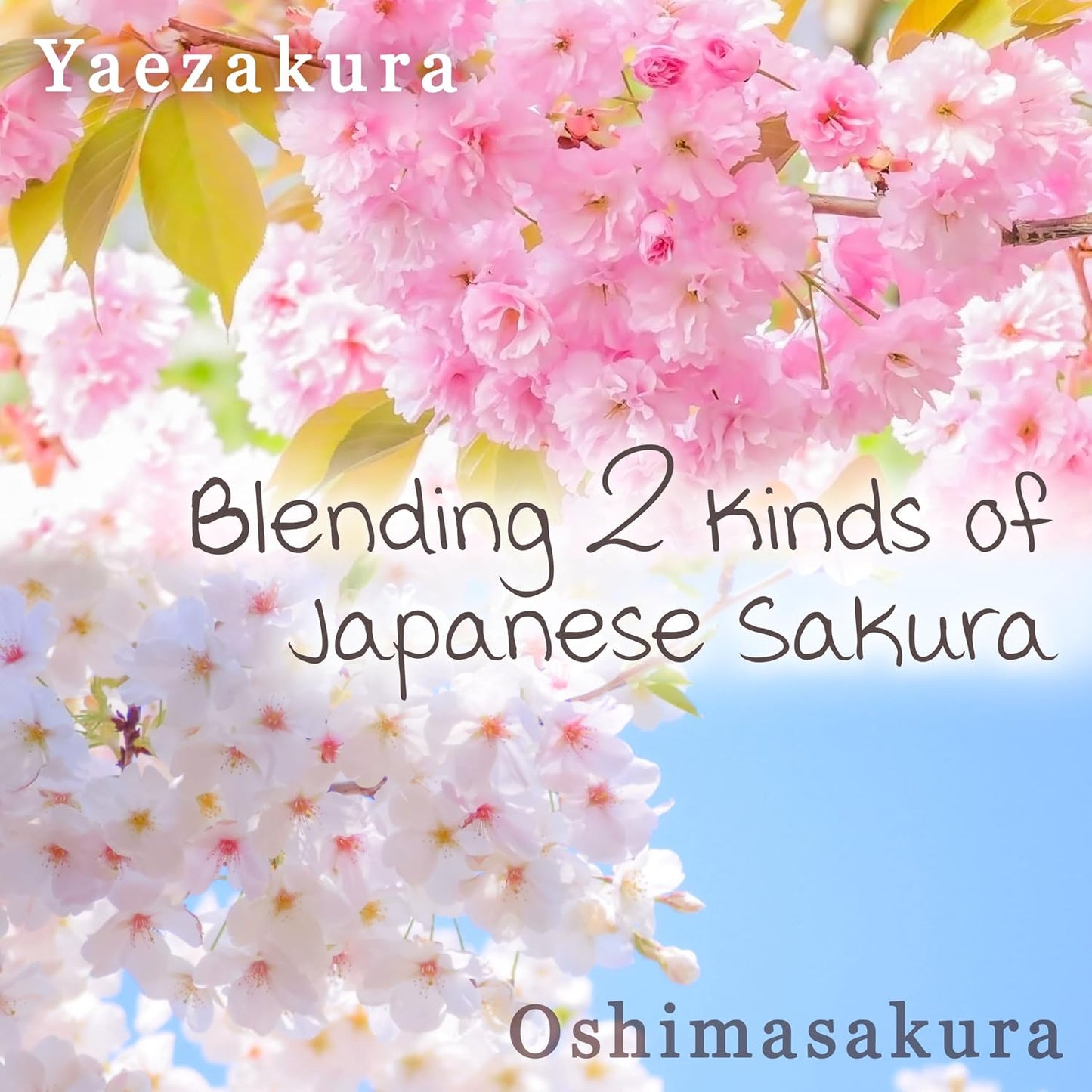 YAMASAN KYOTO UJI Japanese Sakura Latte Powder Cherry Blossom Mix 3.5oz