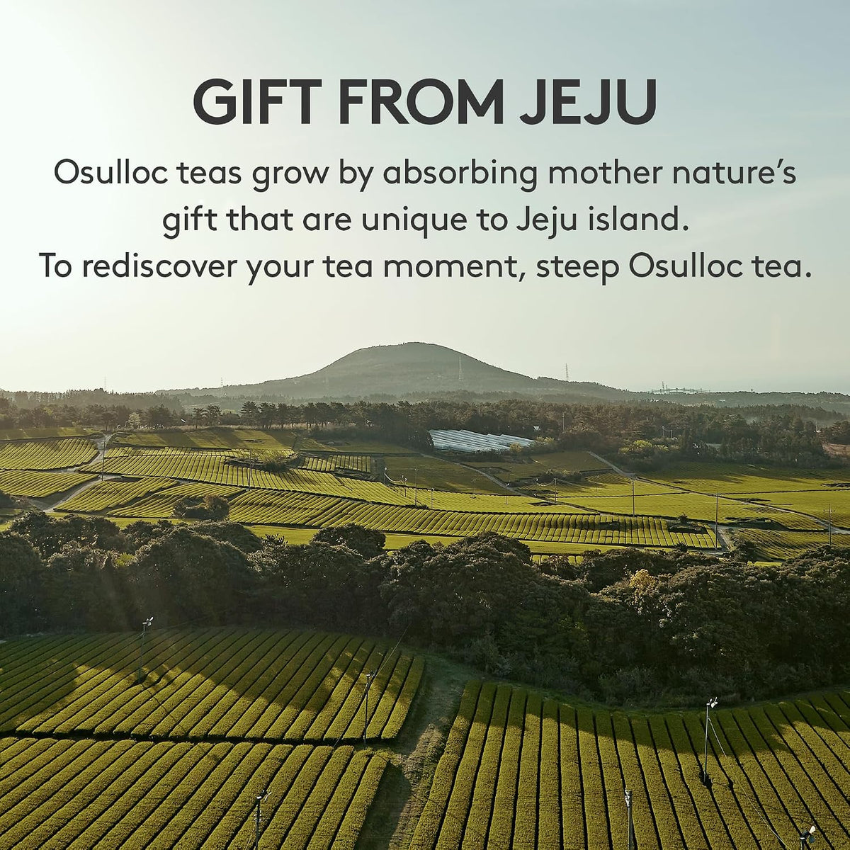 OSULLOC Fig Chocolat Black Tea (Juicy Fig & Chocolate flavor), Fruit Tea Blend, Premium Tea bags from Jeju Isalnd, 20 tea bags