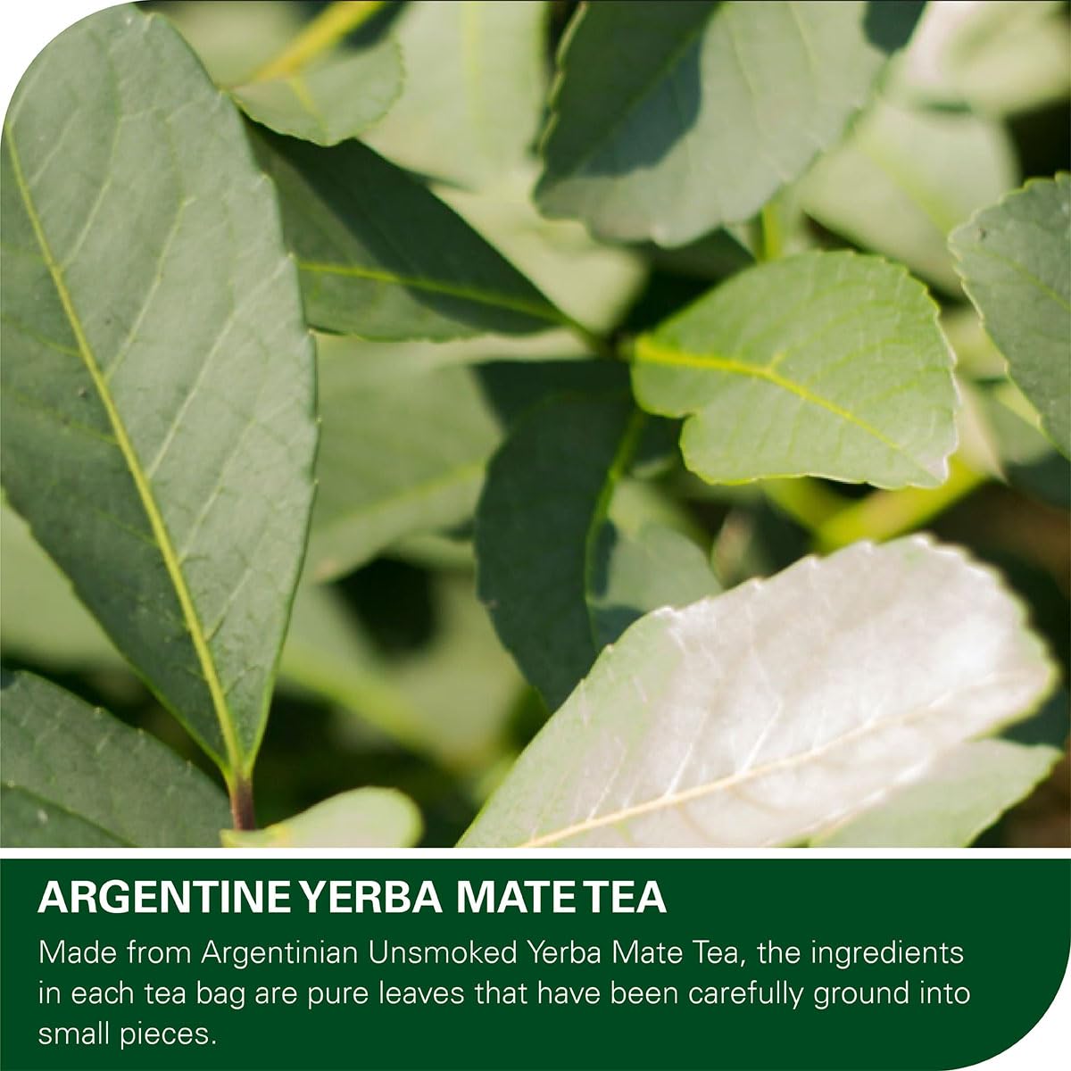 WT WEETEE Yerba Mate Tea Bags 50 Count, Unsmoked, Corn Fiber Pyramid Bags | 100% Natural Yerba Mate from Argentina | Smooth, Robust &amp; Balanced Flavor Perfect Coffee Replacement, Hot or Iced