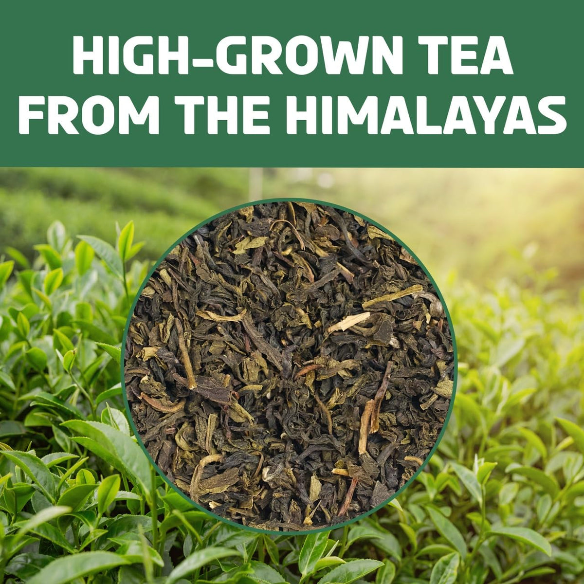 BREWIX Darjeeling Green Tea Loose Leaf (50+ Cups, 3.53oz, 100g) | Pure Single Origin Himalayan Green Tea from India | High Elevation Grown, Smooth and Mellow | Hot or Iced | Gluten Free and Vegan
