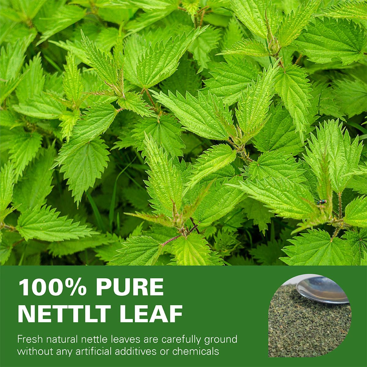 WT WEETEE Nettle Leaf Tea Bags 100 Count, Caffeine-free for Season Changes | Earthy Herb Aroma, Made with 100% Pure Stinging Nettle Leaf, Natural Caffeine-free Herbal Tea, Gentle Daily Brew