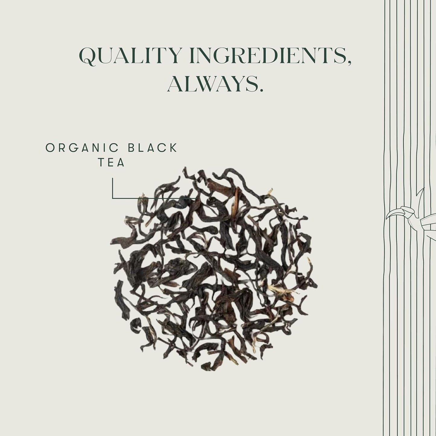 Luxmi Estates Queen of the Hills Organic Darjeeling Black Tea Blend 25 Tea Bags (1.76oz) Pack | 25 Cups | Direct from Garden