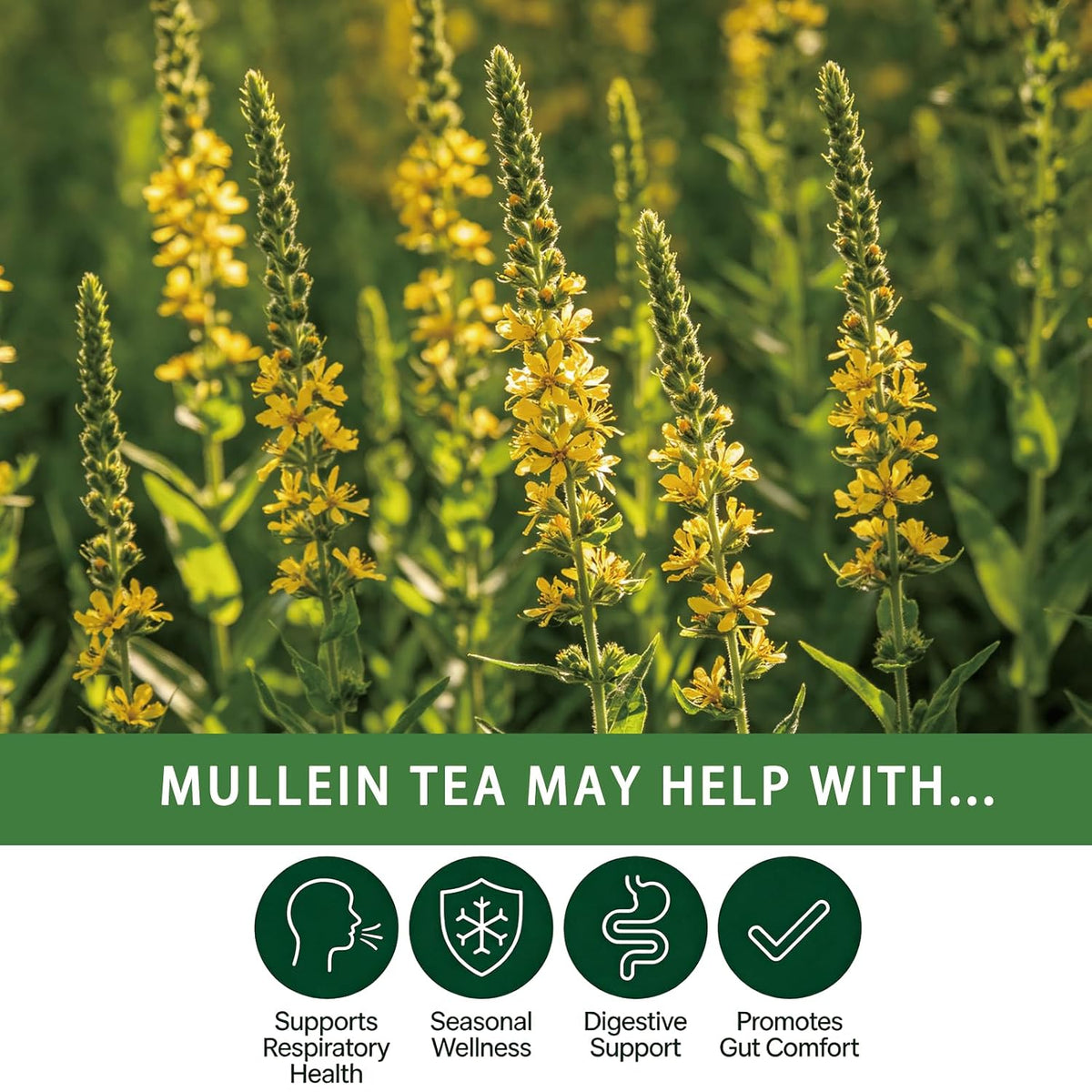 Samcci Mullein Leaf Tea Bags, 3g x 20 Count - Herbal Tea for Lungs | Original Compression Tech, 100% Pure Mullein Tea for Respiratory Support, Natural, Non-GMO, Caffeine &amp; Additives Free