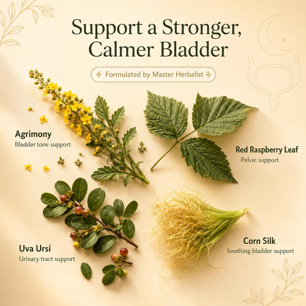 BLADDER CONTROL TEA