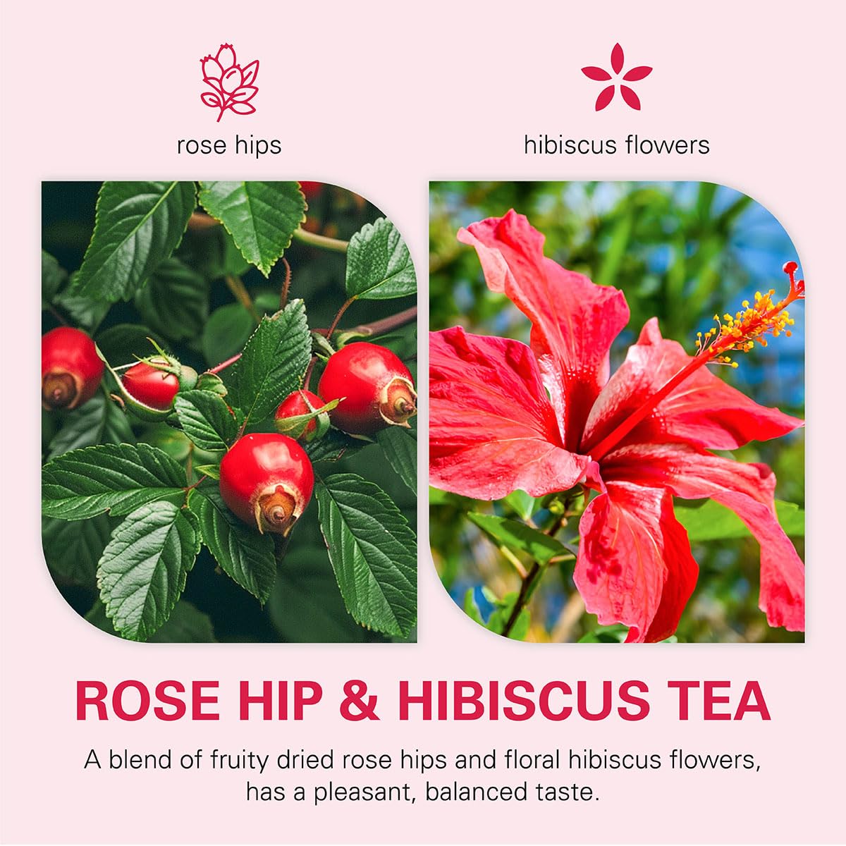 WT WEETEE Rosehips Hibiscus Tea Bags 60 Count, Caffeine-free &amp; Antioxidants
