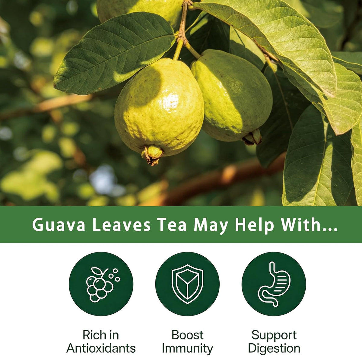 Samcci Guava Leaves Tea Bags, 50 Counts, Hojas De Guayaba, Pure Guava Leaf | Immune Support - Digestion &amp; Relaxation - Non-GMO - Caffeine-free, Resealable Pouch