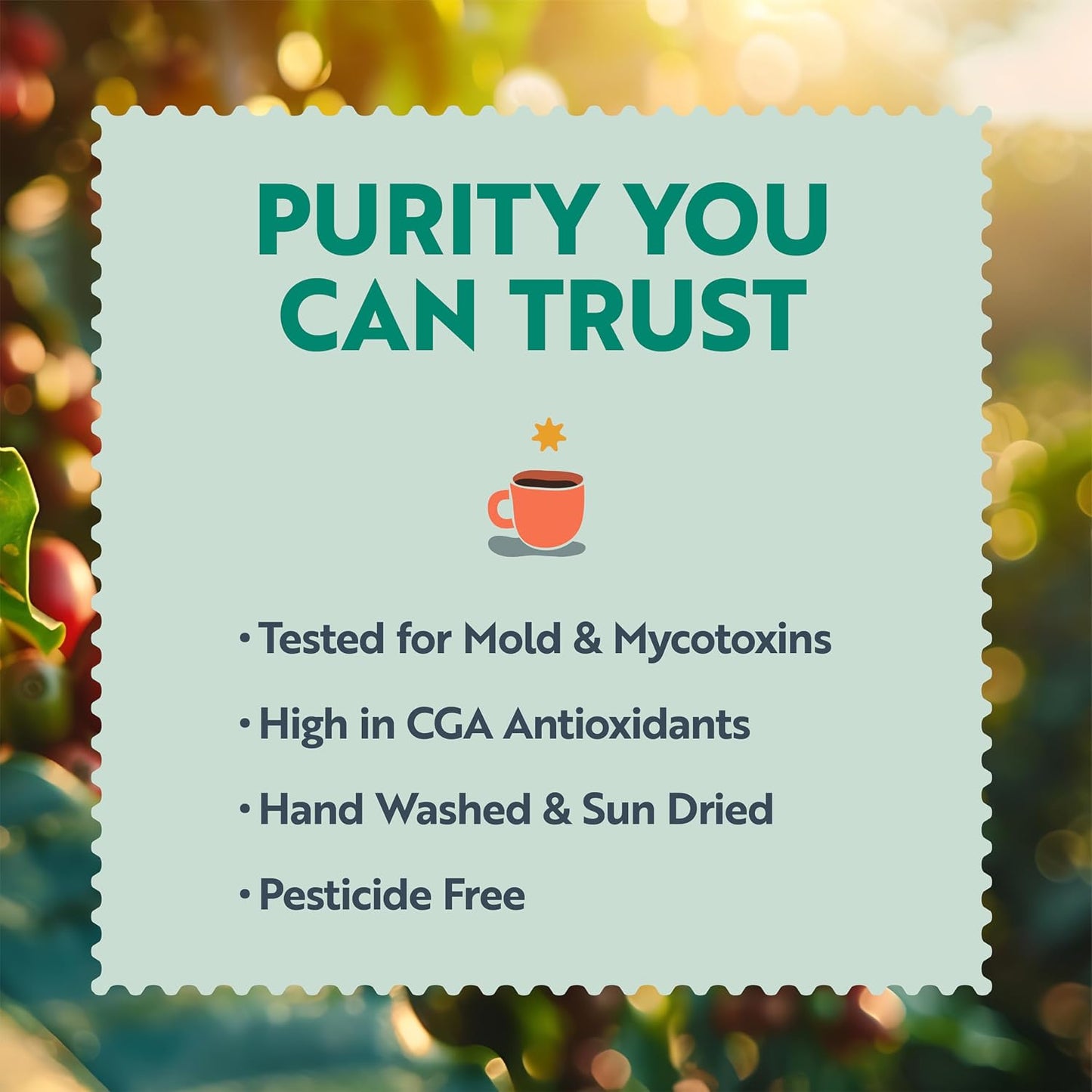 Clean Coffee Co. - Low Acid Dark Roast, Tested for Molds and Toxins, Honduras Blend, Notes of Caramel, Dark Chocolate, and Toasted Malts (Ground, 12 oz Bag)