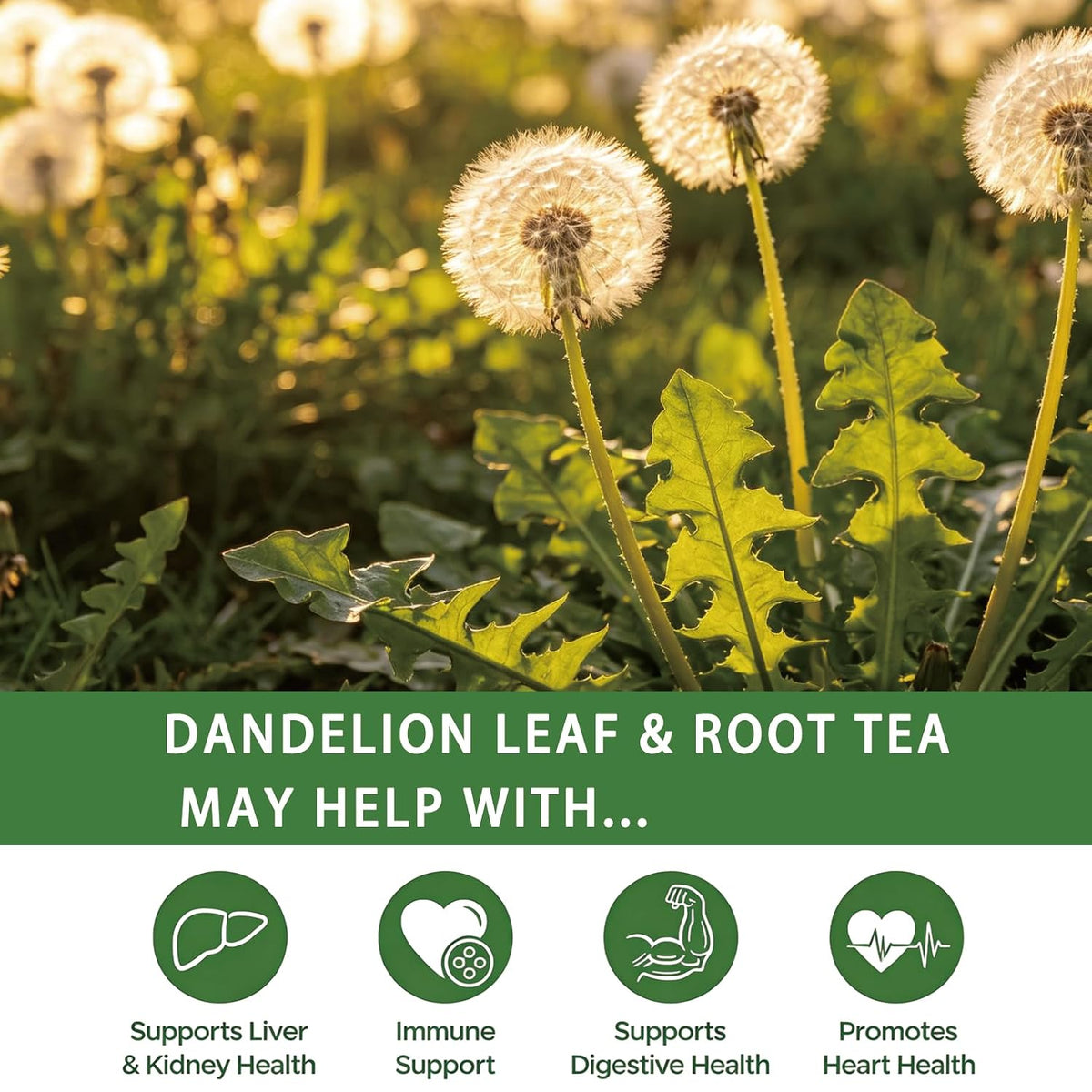 Samcci - Dandelion Leaf &amp; Root Tea Bags, 50 Count, Dandelion Herbal Tea | Balanced herbal blend tea for liver &amp; kidney health, Caffeine-Free, Vegan, No Sugar