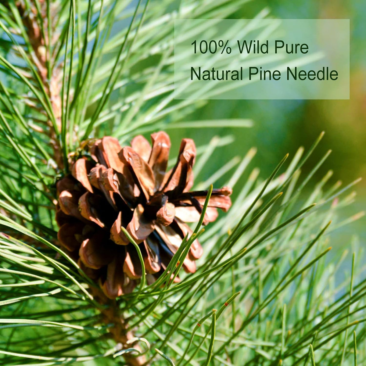 TEARELAE Pine Needle Tea Bags, 2.5g X 40 Count, Dried Masson Pine Needles | 100% Pure Natural Cut &amp; Sifted Herbal Tea, Non-GMO, Caffeine-free, Mild Flavor, Slightly Sweet, Herbal Tea For Relaxation