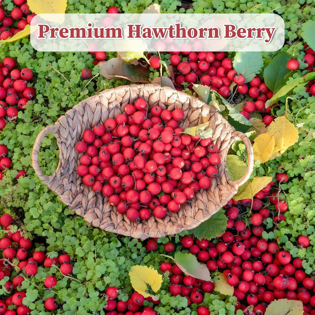 FullChea - Hawthorn Berry Tea Bags, 50 Count, Dried Hawthorn Berries | Pure hawthorn berry tea rich in natural antioxidants, Non-GMO caffeine-free, easy to brew hot daily