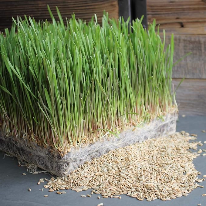 5 Lb Bulk Organic Rye Grain Seeds - Rye Seed for Sprouting Rye Berries, Rye Seeds for Organic Rye Flour, Rye Meal, Rye Pasta, Marble Rye Bread, Rye Grain Berries, Cracked Rye Berries, and Rye Grass