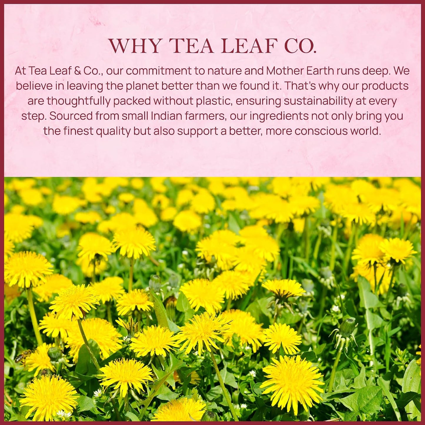 Dandelion Root Herbal Tea 100gm/3.5oz, Natural Herbal Infusion, 50 Tea Bags