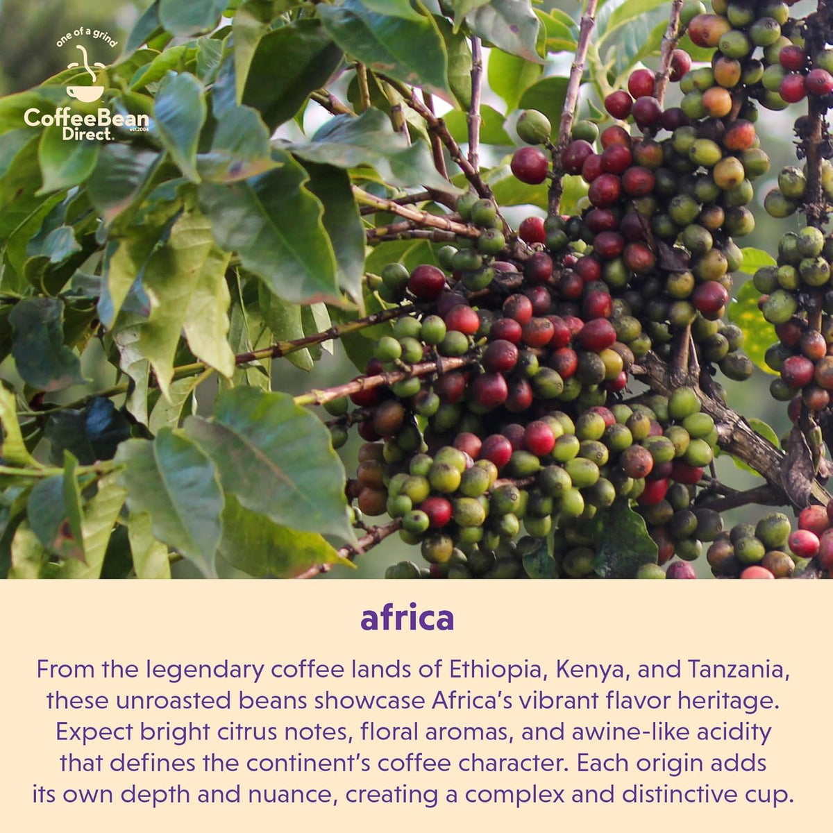 Coffee Bean Direct Unroasted Tanzanian Peaberry, 5lb Bag | Raw Arabica Coffee Beans for Home Roasting