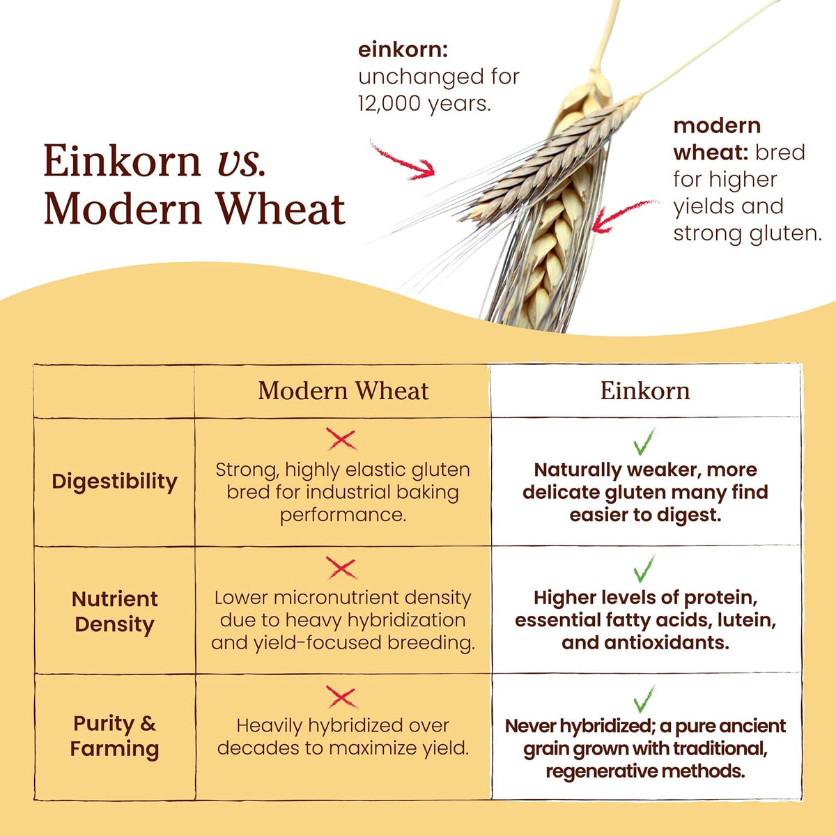 Jovial Organic Einkorn Unbleached All Purpose Flour, High Protein, 10 Lb
