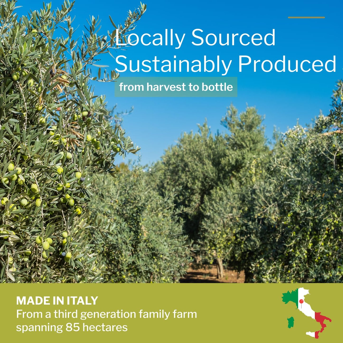 100% EVOO | Italian Organic Olive Oil Extra Virgin Cold Pressed | Very High Polyphenol Rich Early Harvest from Tuscany | Premium Pure Olive Oil (16.9oz)