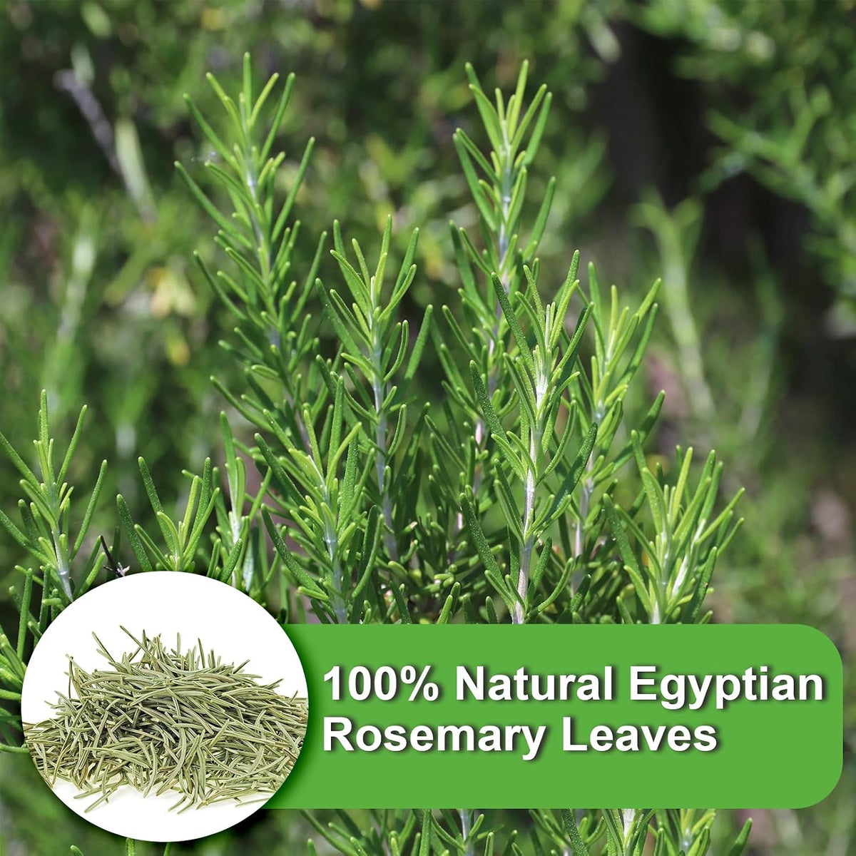 FullChea Rosemary Tea Bags, 36 Counts, Romero, Non-GMO, Caffeine-Free | Dried Rosemary Herb Leaves, Distinct Flavor &amp; Support Digestion, No Additives, Resealable Pouch