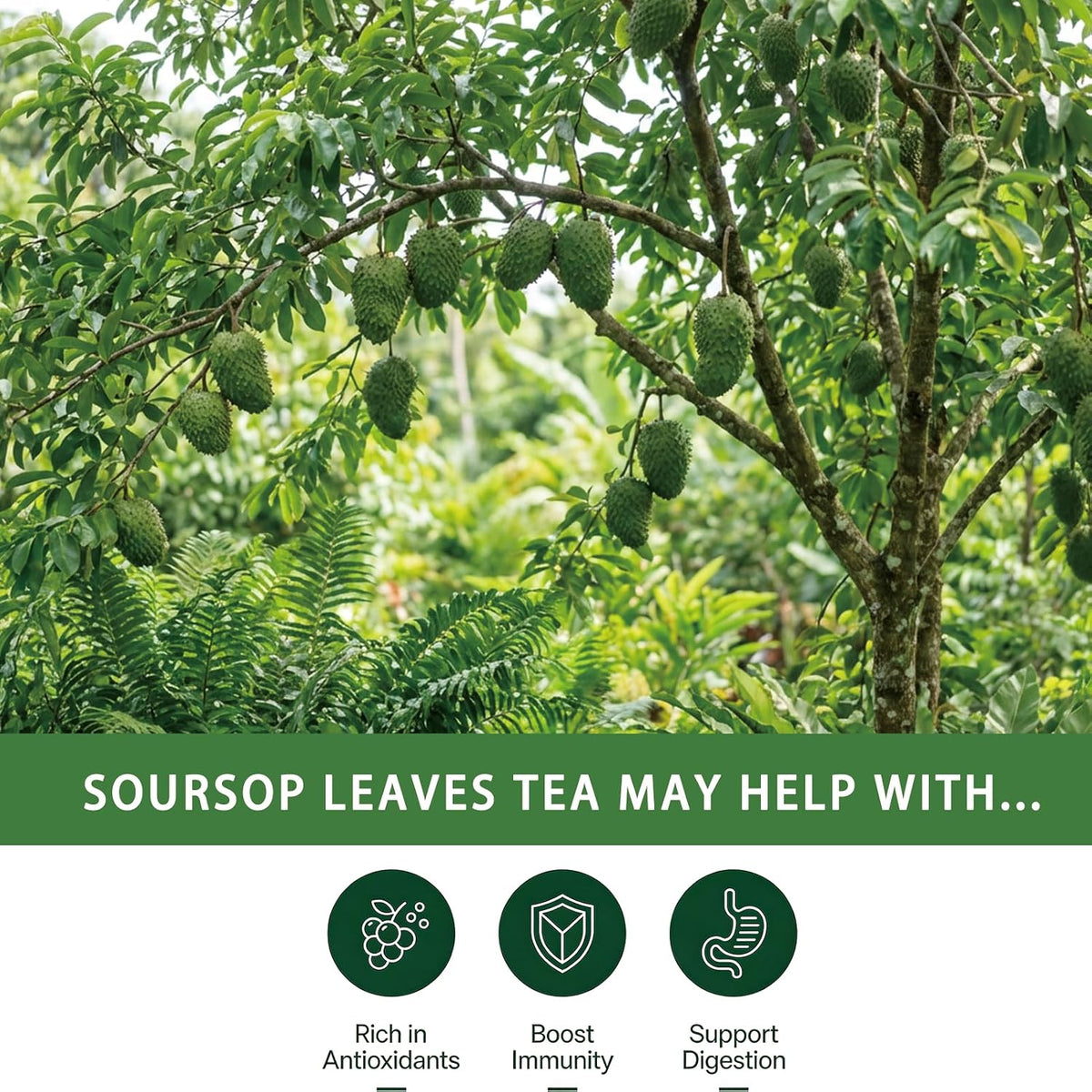 Samcci Soursop Leaves Tea Bags, 40 Counts, Pure &amp; Natural Sour Sop Leaves | Graviola Leaves Tea, Hoja Guanabana Tea, Gentle Digestive Comfort, Supports Skin &amp; Sleep , No Additives, Resealable Pouch