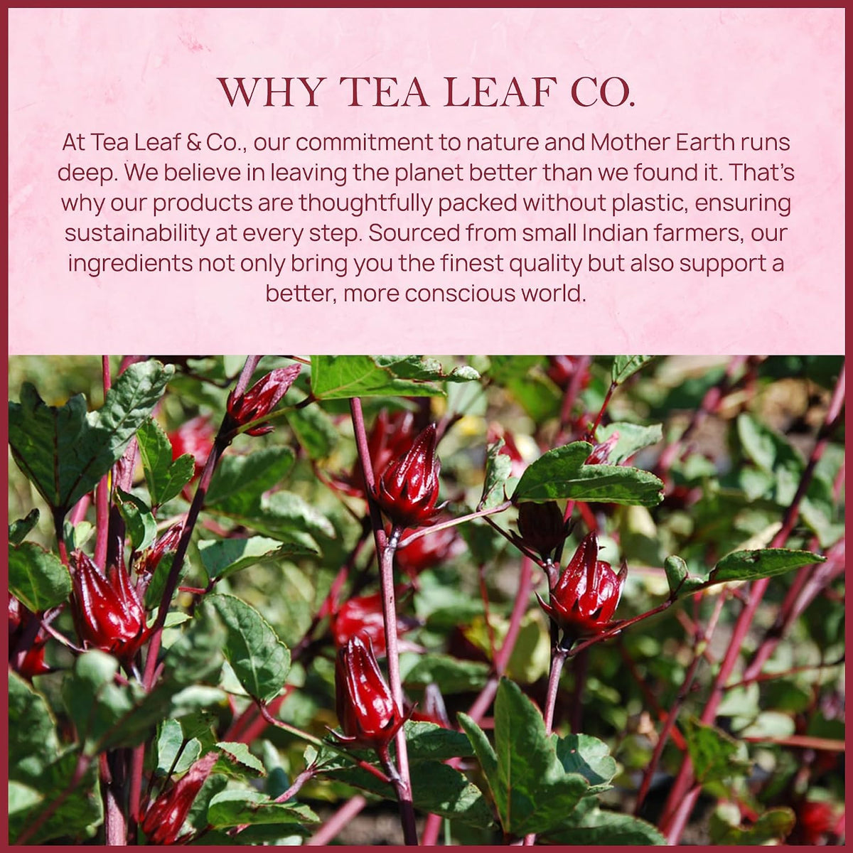 Hibiscus Herbal Tea (100 gm/3.5 oz), Natural Herbal Infusion, 50 Tea Bags