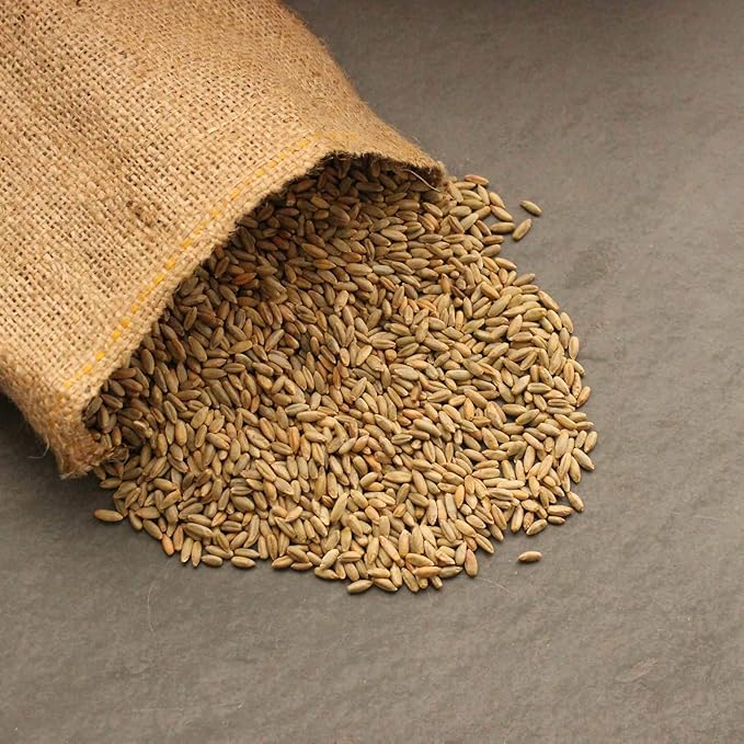 5 Lb Bulk Organic Rye Grain Seeds - Rye Seed for Sprouting Rye Berries, Rye Seeds for Organic Rye Flour, Rye Meal, Rye Pasta, Marble Rye Bread, Rye Grain Berries, Cracked Rye Berries, and Rye Grass