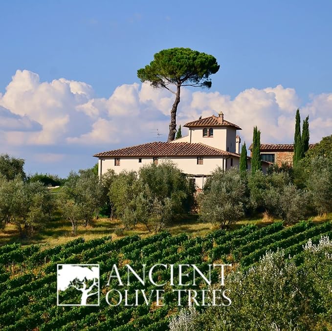 ANCIENT OLIVE TREES - Balsamic Vinegar with Extra Virgin California Olive Oil | EVOO Pressed from Arbosana & Arbequina Olives | Aceto Balsamico di Modena IGP | Both 12.6 FL. OZ.