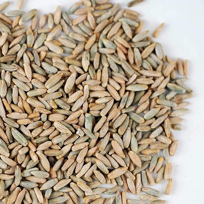 5 Lb Bulk Organic Rye Grain Seeds - Rye Seed for Sprouting Rye Berries, Rye Seeds for Organic Rye Flour, Rye Meal, Rye Pasta, Marble Rye Bread, Rye Grain Berries, Cracked Rye Berries, and Rye Grass