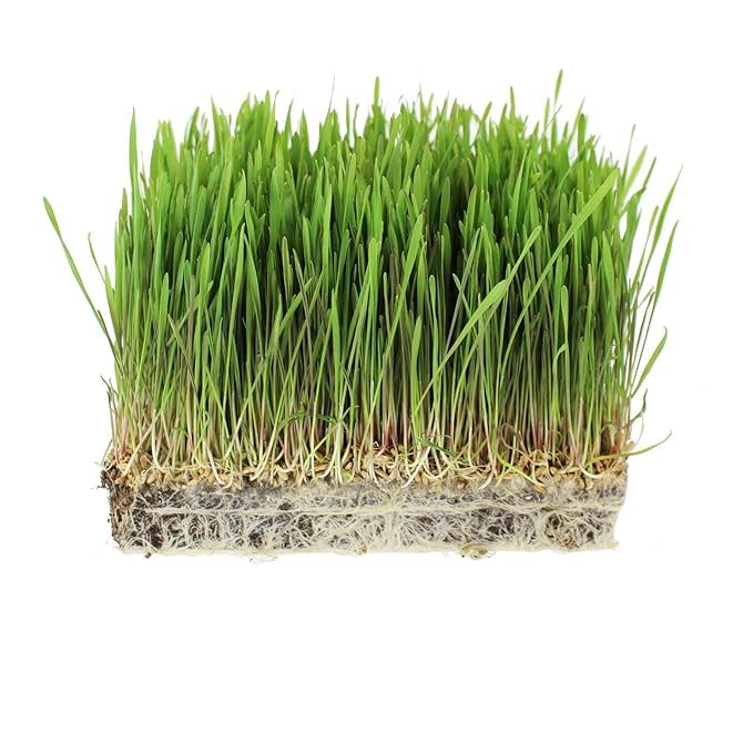 5 Lb Bulk Organic Rye Grain Seeds - Rye Seed for Sprouting Rye Berries, Rye Seeds for Organic Rye Flour, Rye Meal, Rye Pasta, Marble Rye Bread, Rye Grain Berries, Cracked Rye Berries, and Rye Grass