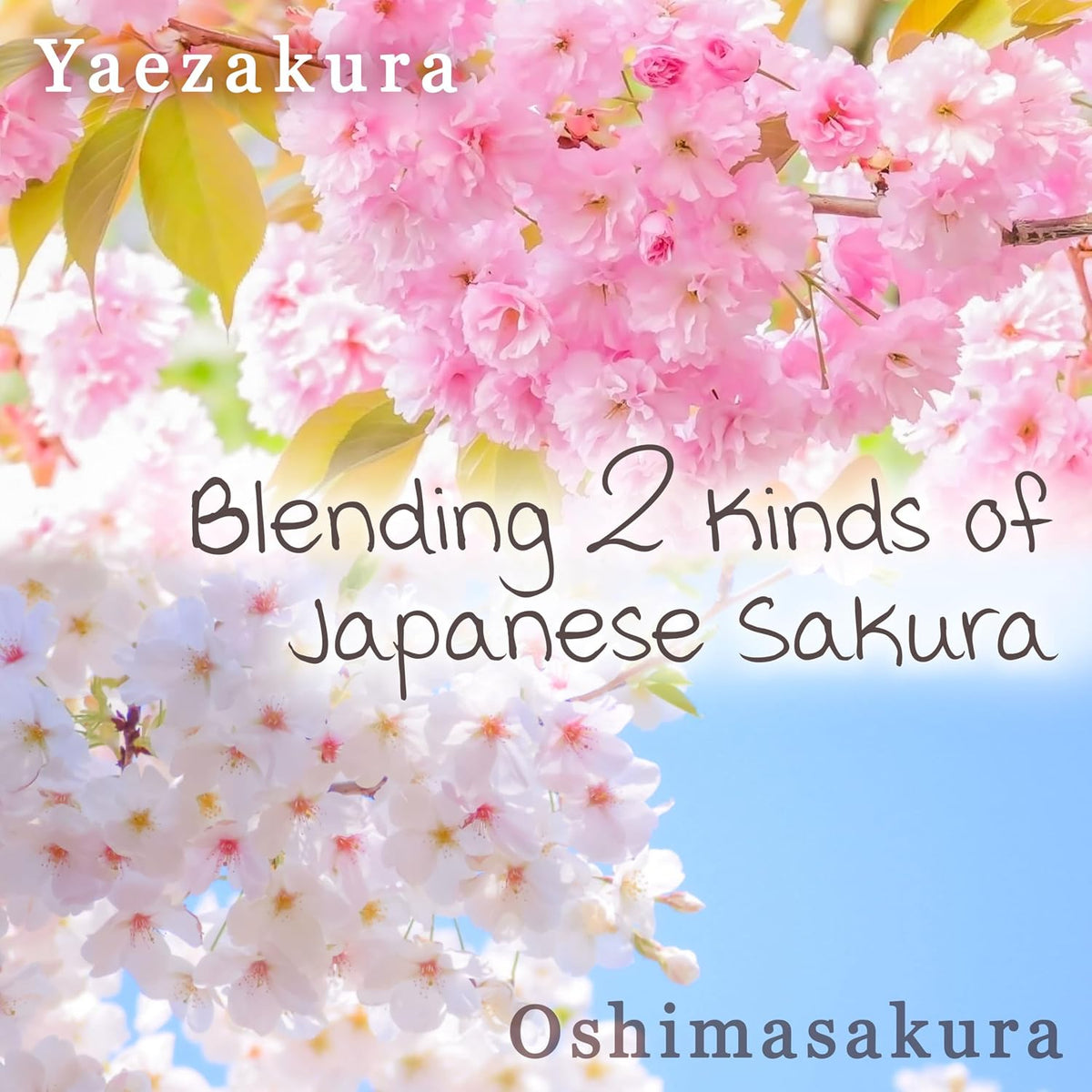 YAMASAN KYOTO UJI Japanese Sakura Latte Powder Cherry Blossom Mix 3.5oz
