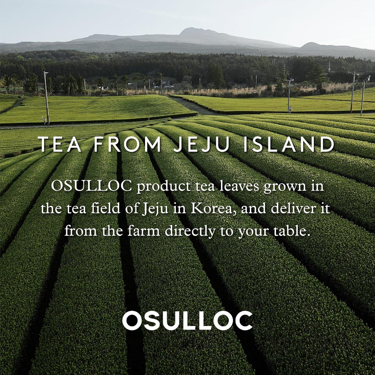 OSULLOC Honey Pear Tea (Sweet Pear &amp; Honey Flavor), Iced tea bags Fruit tea Blend, Premium Teabags from Jeju Island, 20 count